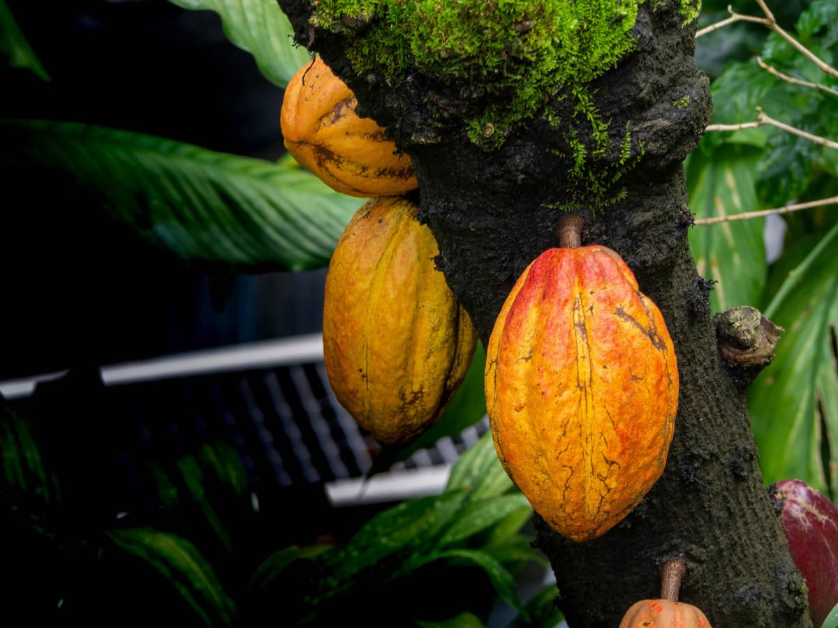 Main produce image