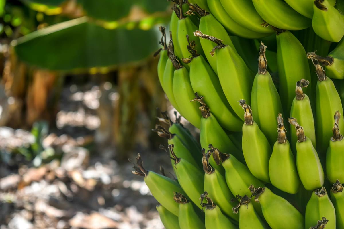 Main produce image