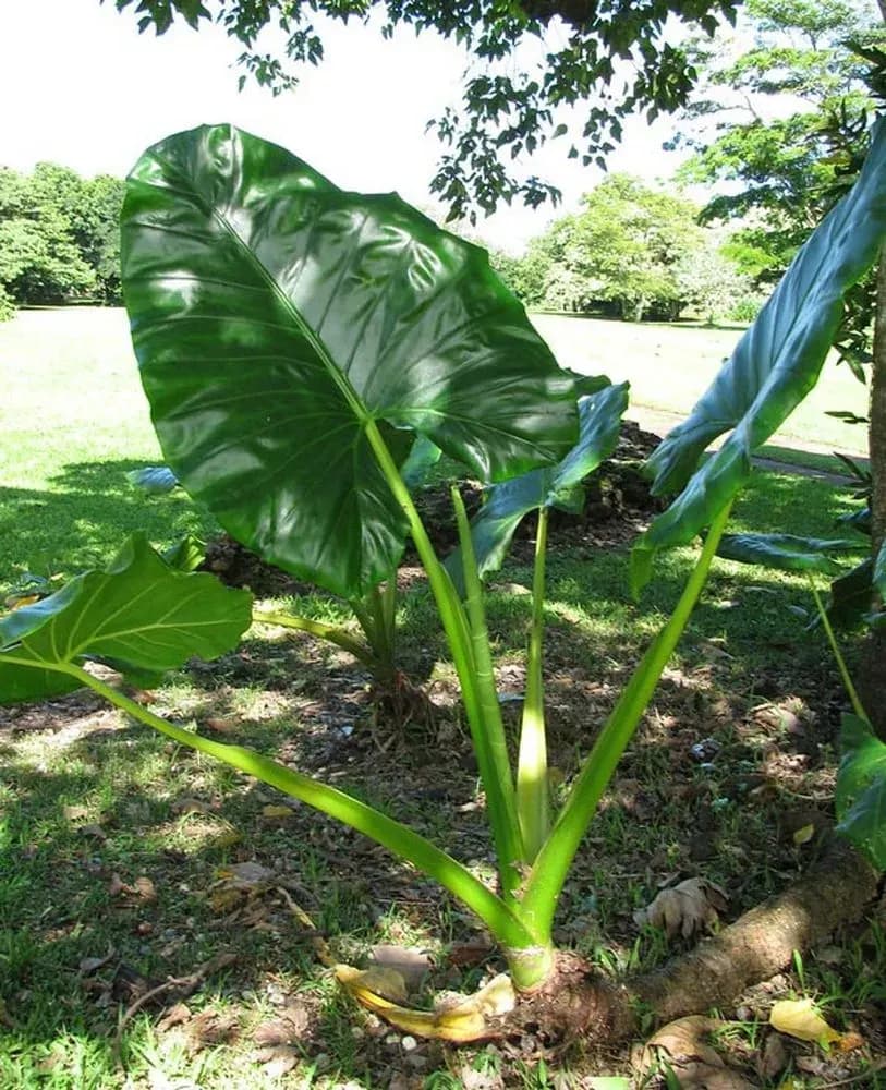 produce main image