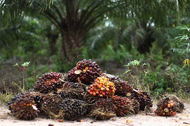 Palm Bunches