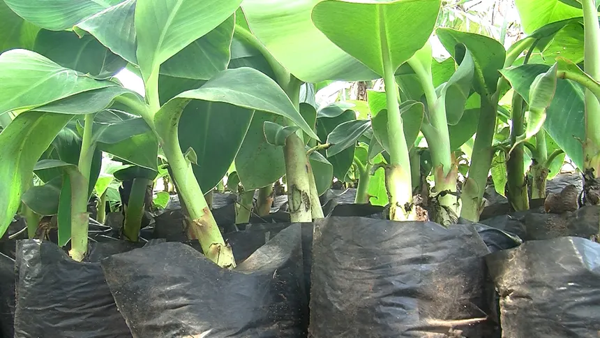 Plantain Suckers